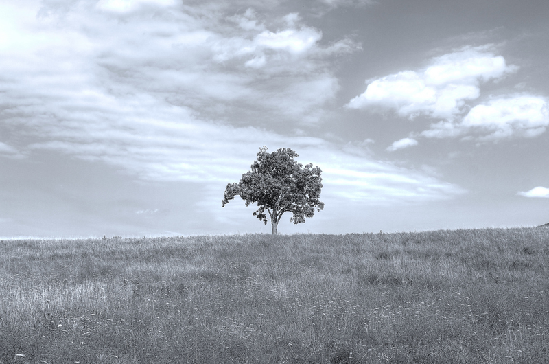 Illustration for article titled 9 Photos In Good Old Classic Monochrome